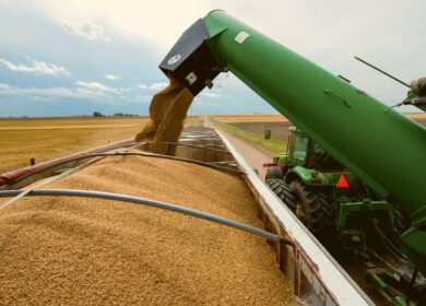 Правительство РФ рассматривает возможность увеличения закупок зерна в госфонд