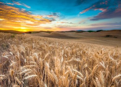 Эксперты снизили прогнозы сбора пшеницы в РФ в 2023 г. из-за неблагоприятной погоды