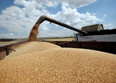 ИКАР: На российском агрорынке останутся рекордные запасы зерна