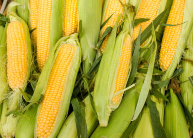 В России могут недобрать 2 млн тонн кукурузы из-за непогоды