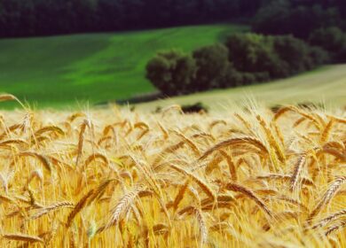 Россия не намерена терять позиции на мировом рынке пшеницы