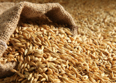 Аналитики IGC повысили прогноз мирового урожая пшеницы в 2022/23 МГ