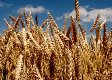 Эксперт назвал логичной приостановку закупок зерна в госфонд РФ