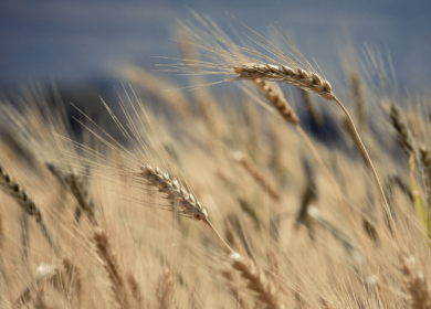 «Русагротранс» повышает оценку экспорта пшеницы из РФ