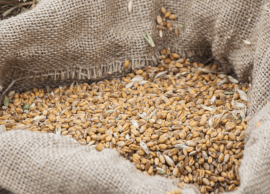 «Русагротранс» снизил оценку валового сбора пшеницы в РФ