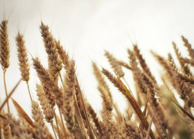 «Русагротранс»: Россия в мае экспортирует 4,4 млн тонн пшеницы