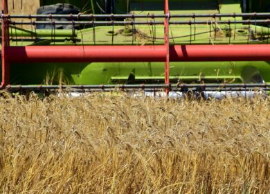 Минсельхоз скорректирует пошлины на зерно для снижения нагрузки на хозяйства