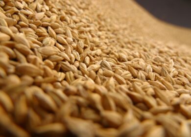 Минсельхоз пообещал проводить госзакупки зерна в зависимости от обстановки
