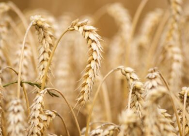 ИКАР сохраняет прогноз по экспорту зерна на уроне 57 млн тонн