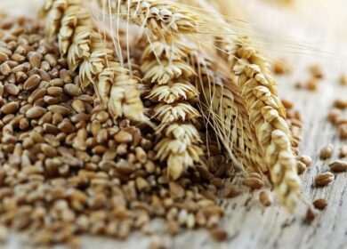 Спад после рекорда: какие риски несет новый зерновой сезон