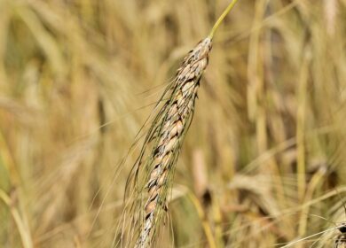 Базовая цена для расчета экспортной пошлины на пшеницу может вырасти