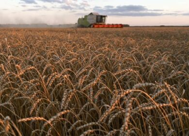 Минсельхоз пока не планирует увеличивать закупки зерна в интервенционный фонд