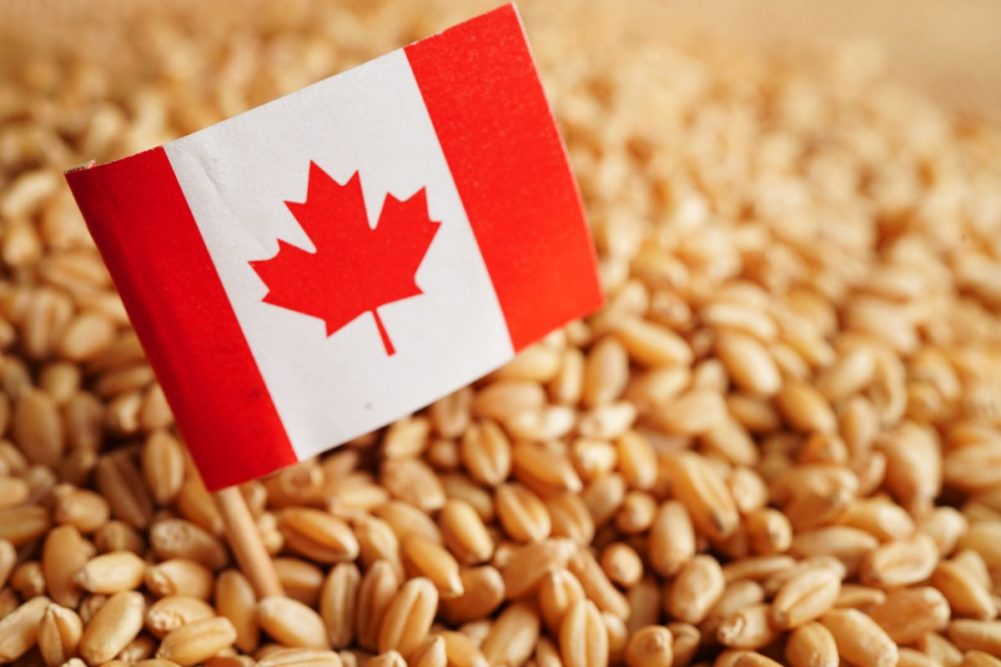 canada wheat flag manassanant stock.adobe .com e