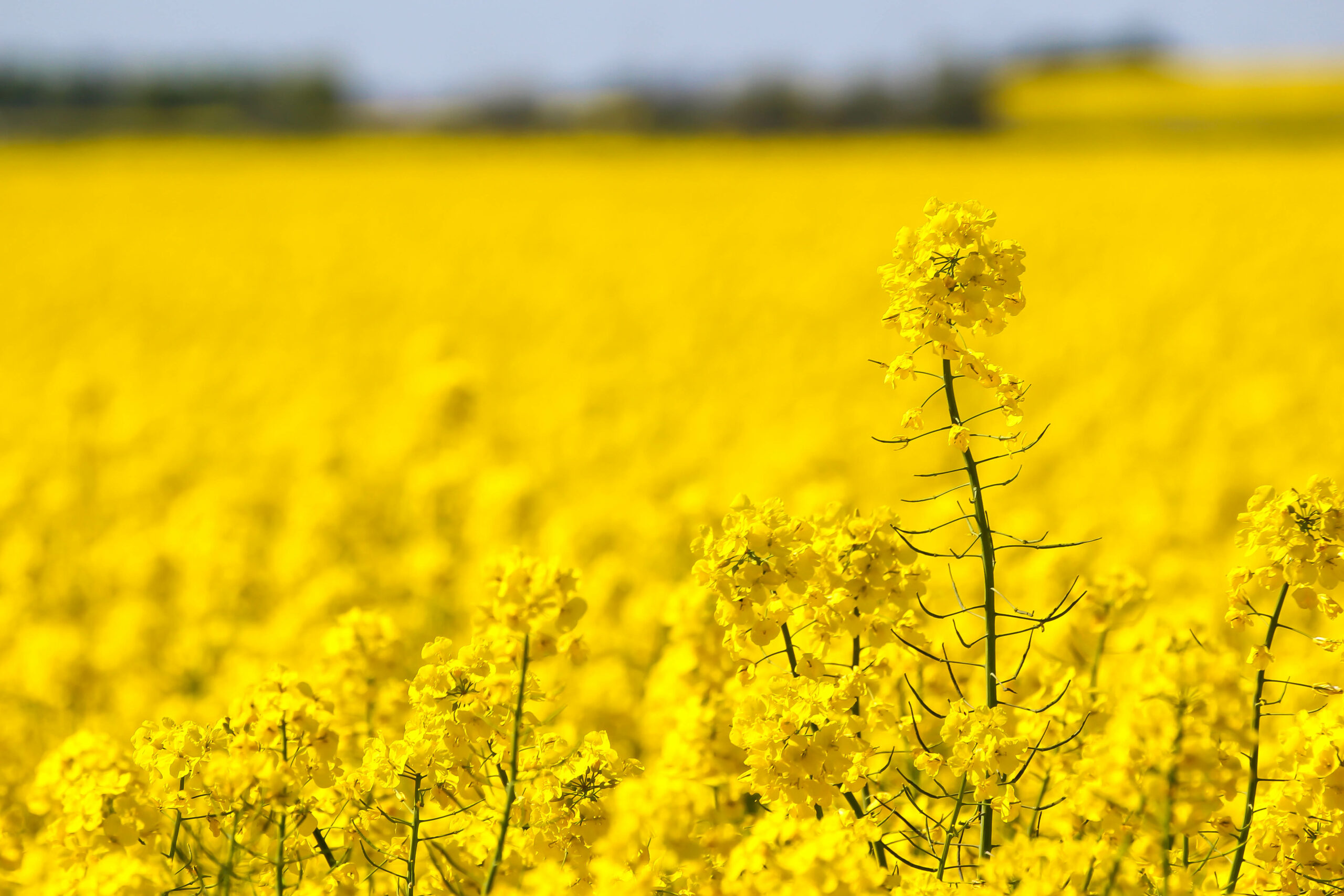 field yellow rape raps gul canola rapeseed 10kviews fat 965774 scaled