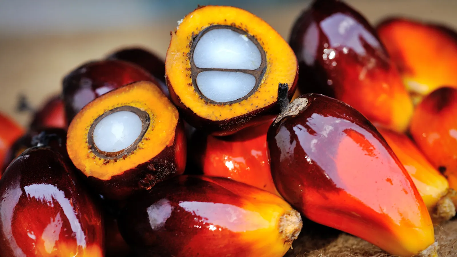 palm oil fruit