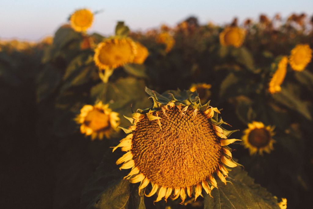 whimsysoul sunflowers 9 1024x683 1