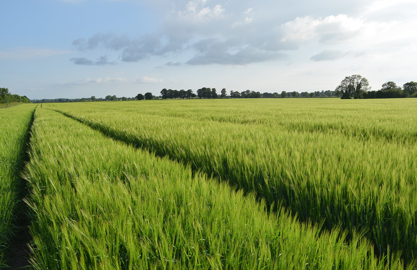 creating an enabling environment for responsible investment in agriculture and food systems