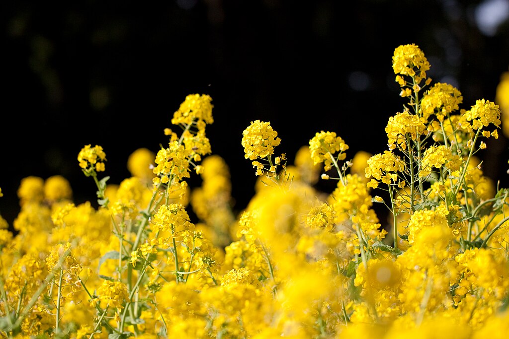 flower rapeseed flickr nekonomania