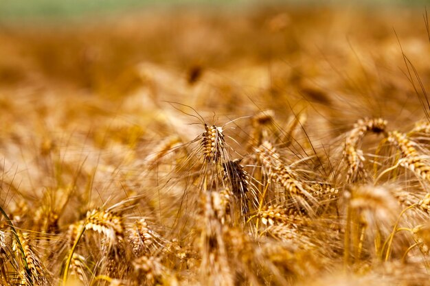 golden rye agricultural field summer farming growing rye harvesting cereals 252085 20946