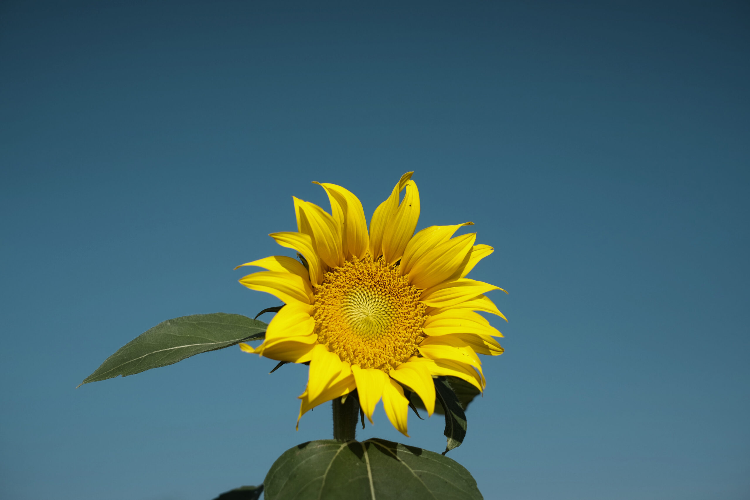 nature plant sky field sunlight leaf seed flower petal botany yellow flora sunflower macro photography flowering plant daisy family asterales sunflower seed plant stem land plant 1390143 1 scaled