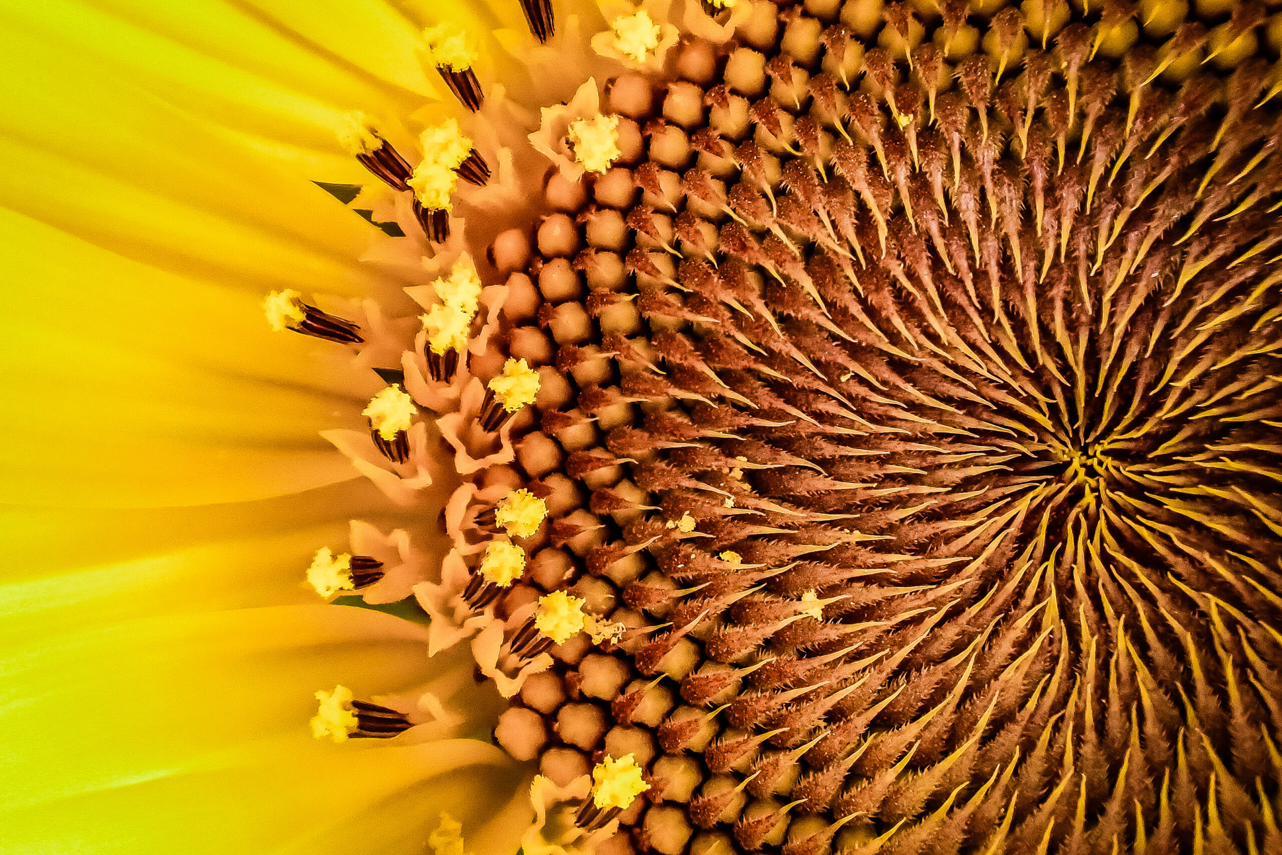 plant field photography flower petal pollen macro botany yellow closeup flora sunflower close up olympus jikefurusatomura tg4 macro photography flowering plant daisy family sunflower seed plant stem lan scaled