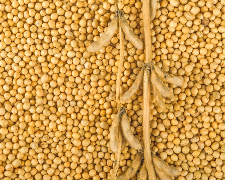 soya 1 kg 6066066d34ecb