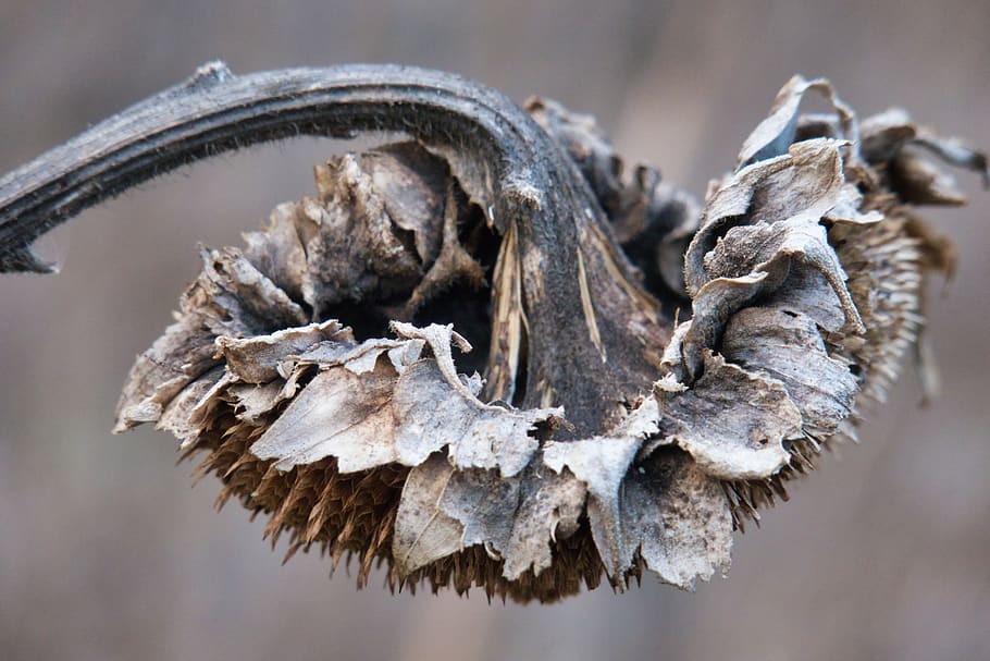 sunflower dry faded withered