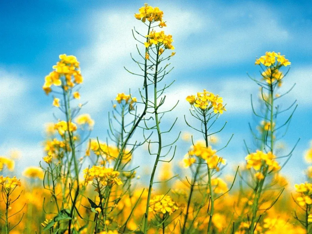 canola flowers ccofc e1517943640942