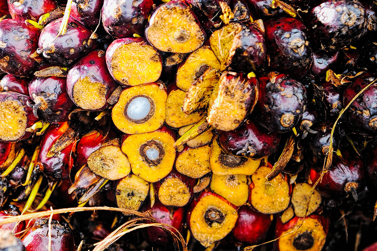 palm oil