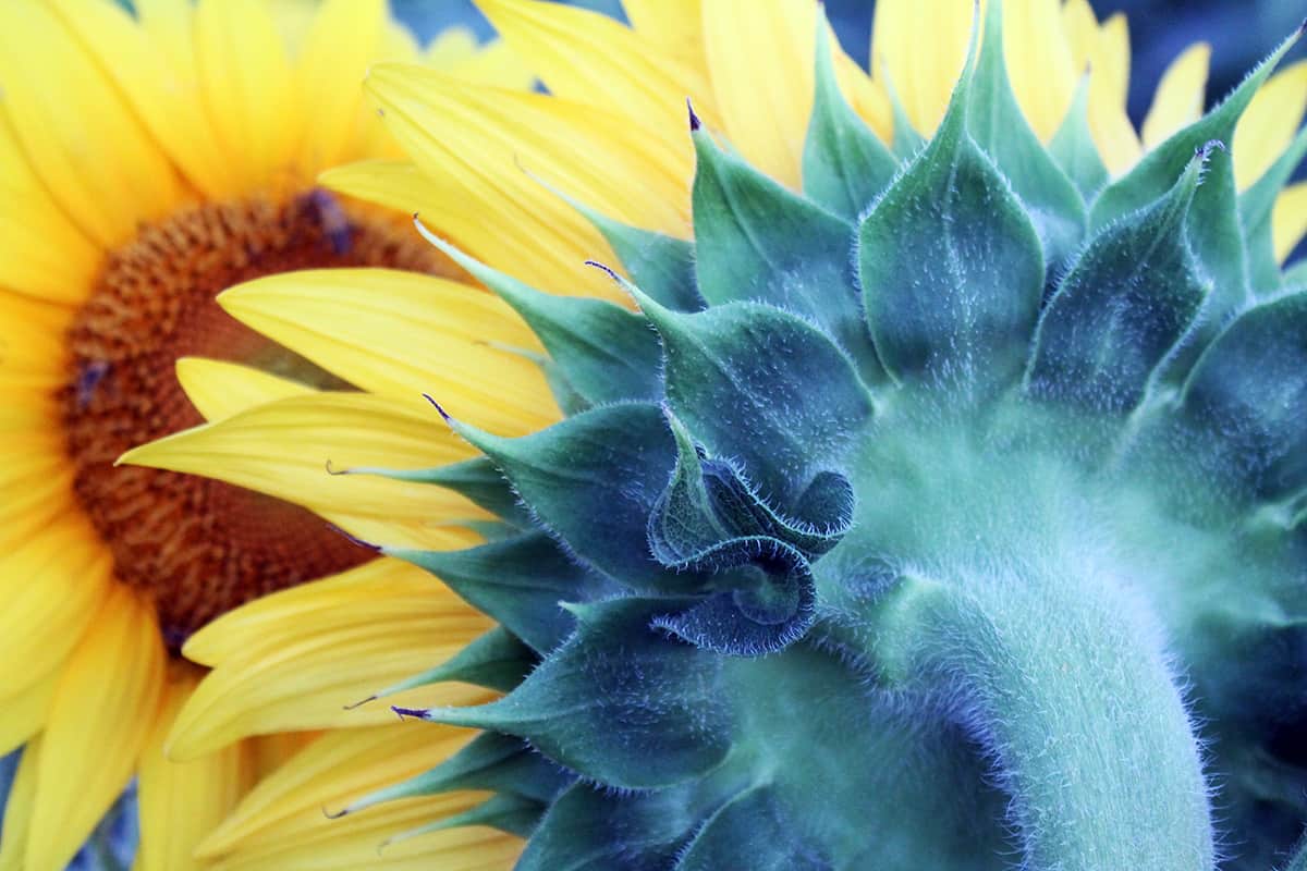 sunflower photo change perspective