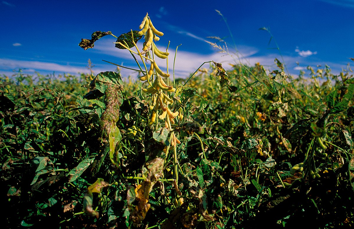 csiro scienceimage 4689 soya bean crop coleamballynsw