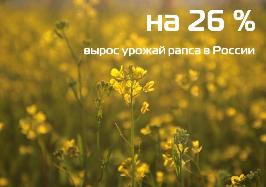 рапс