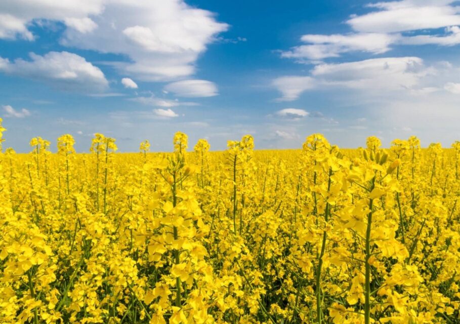 канол