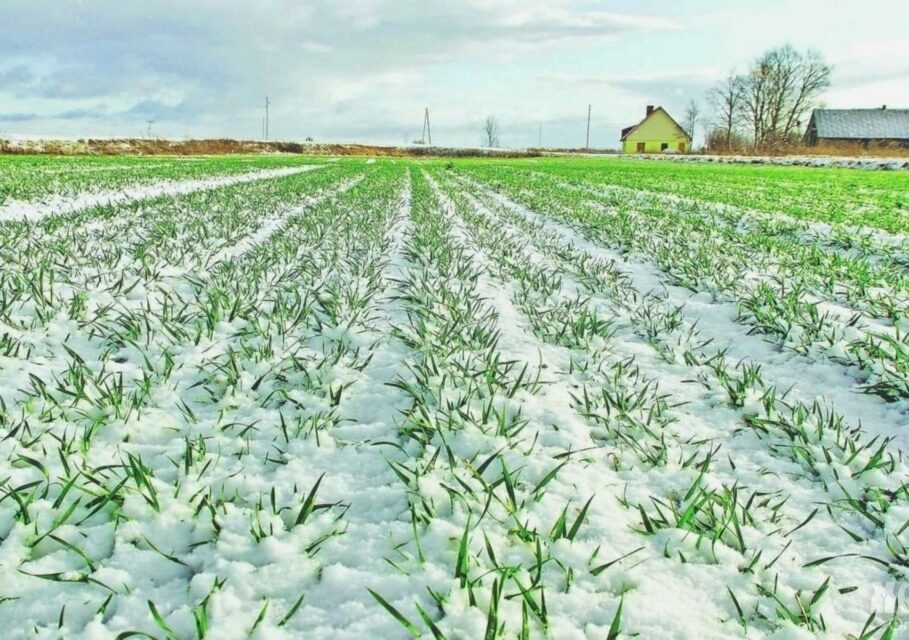 озим