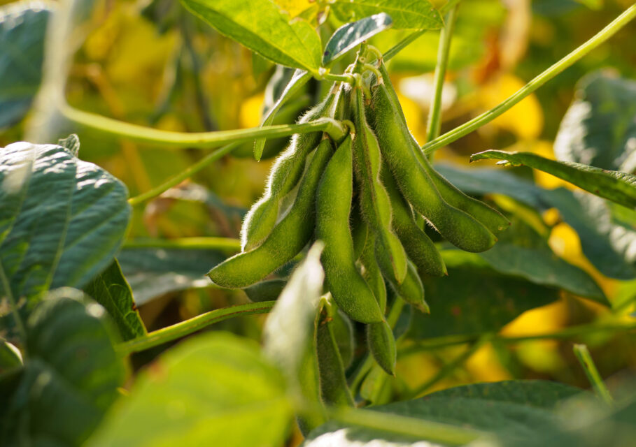 agroone.info