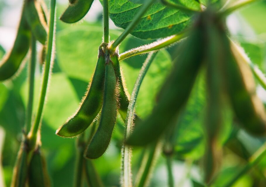 agroterra.ru