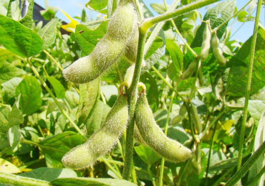 agroportal-ziz.ru