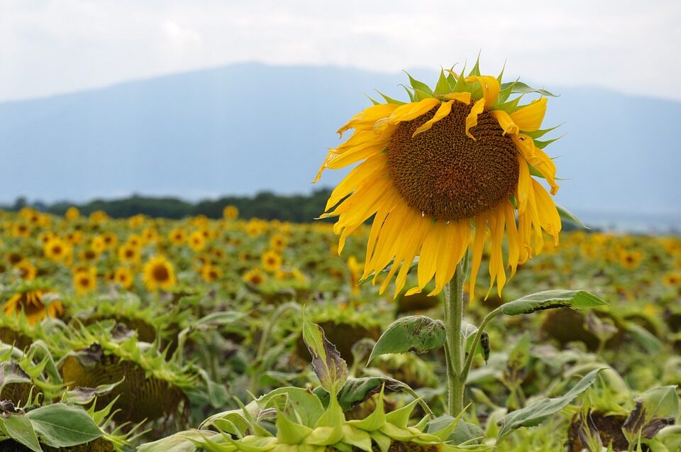 pixabay.com