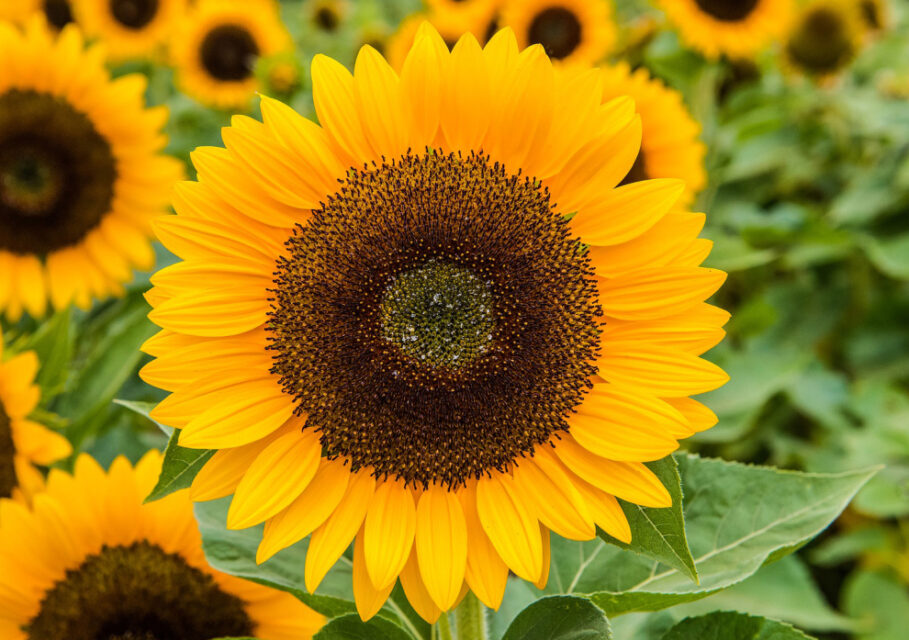 pixabay.com