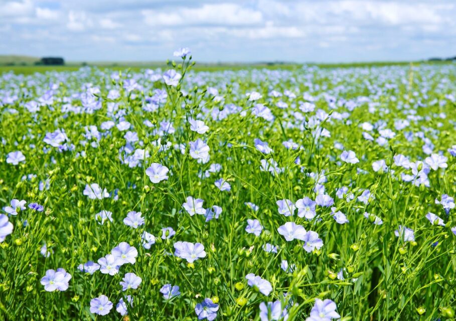 agrochampion.com