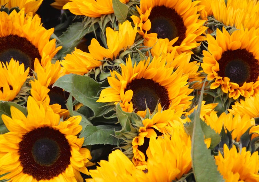 nature-plant-flower-petal-summer-yellow-sunflower-background-sun-flower-vegetarian-food-flowering-plant-daisy-family-sunflower-seed-annual-plant-land-plant-845149