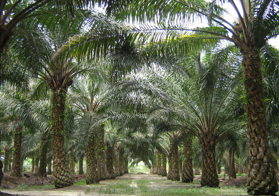 1280px-oilpalm_malaysia (1)