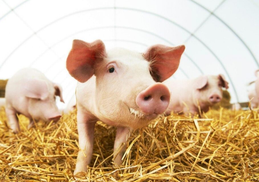 agroinvestor.ru