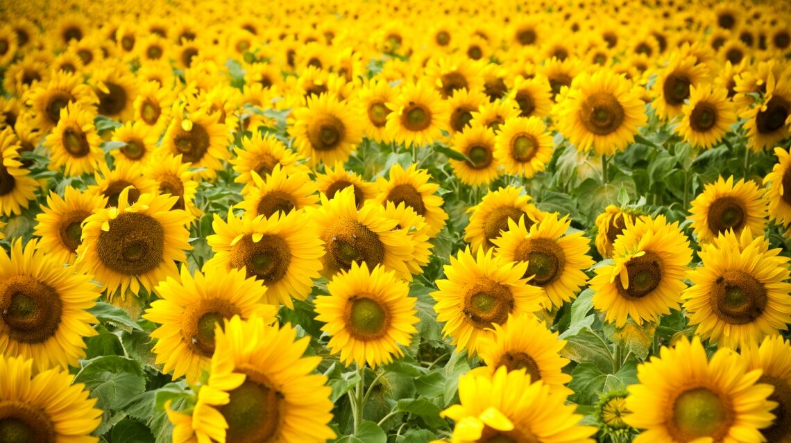 ics-agri.com