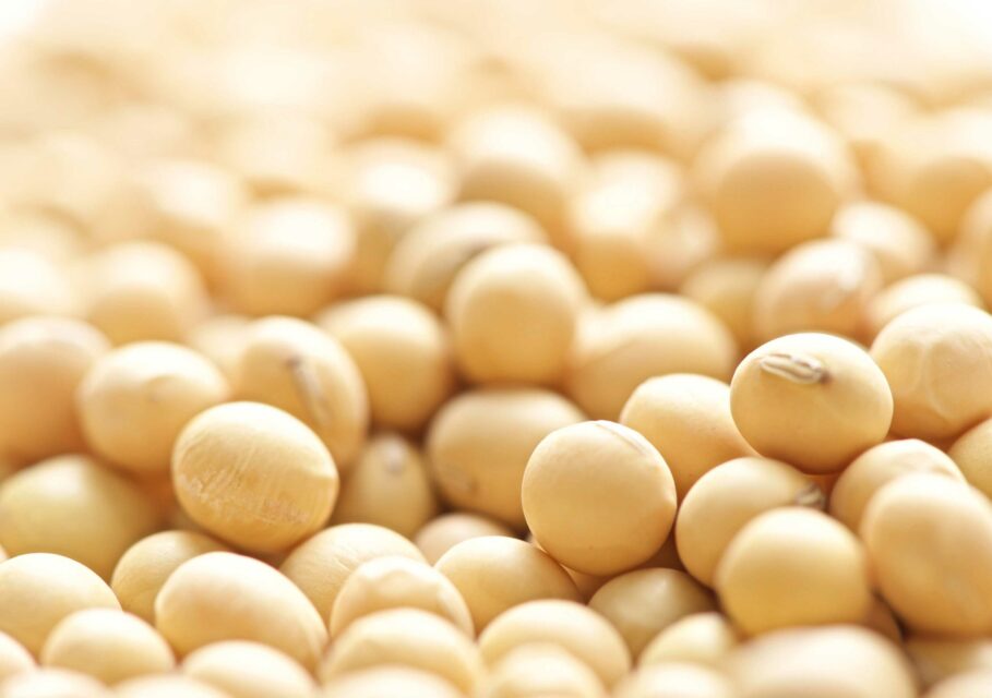 lidea-seeds.com