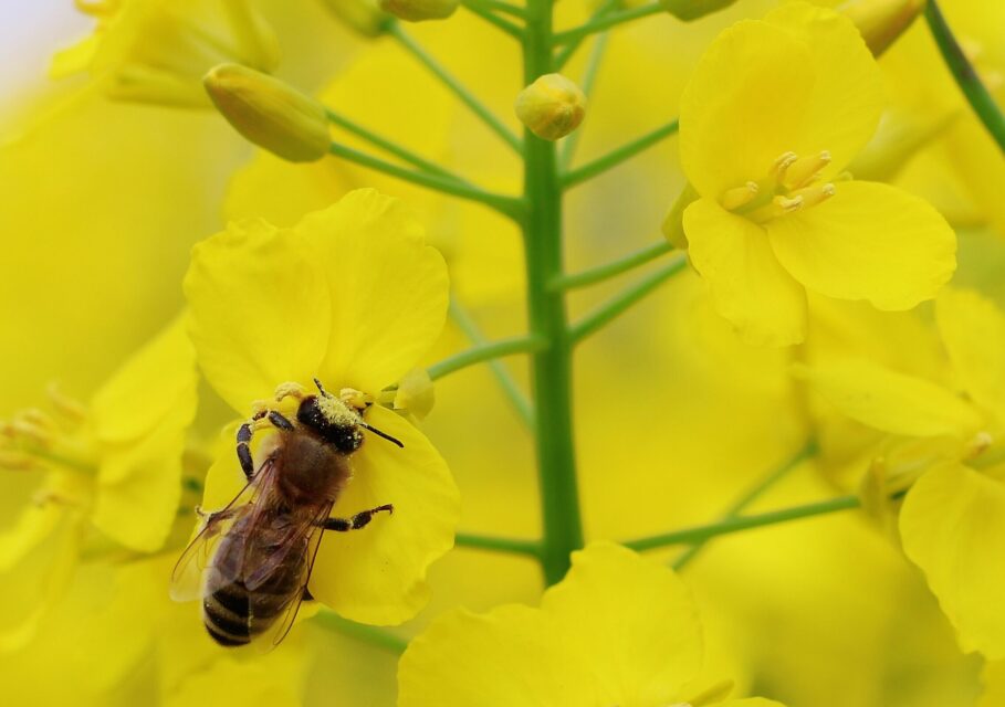 wallpaper.net
