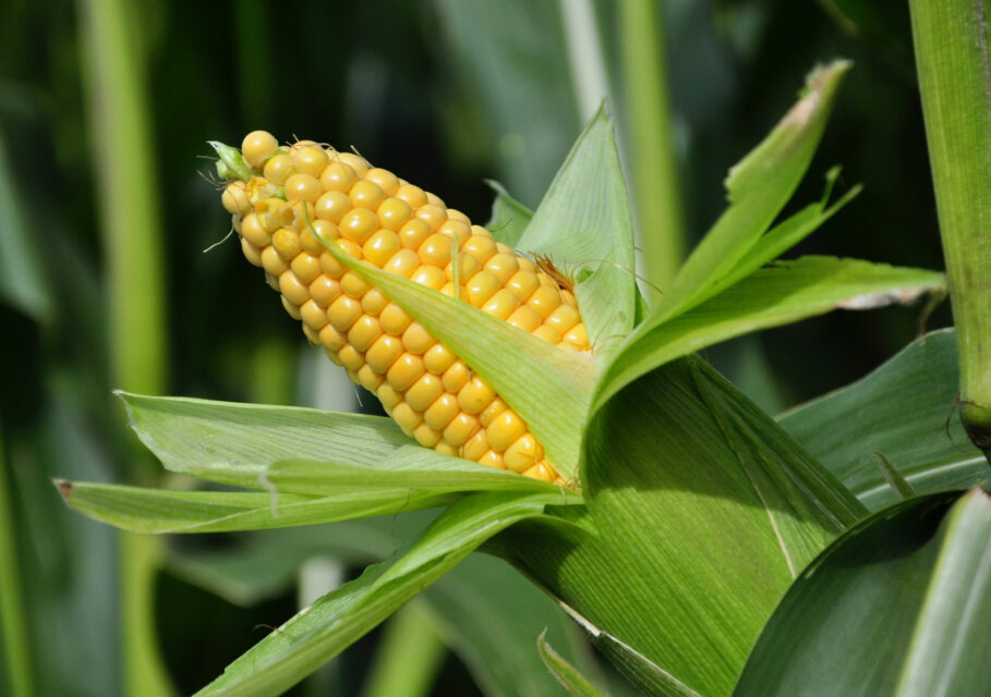 agro-matik.ru