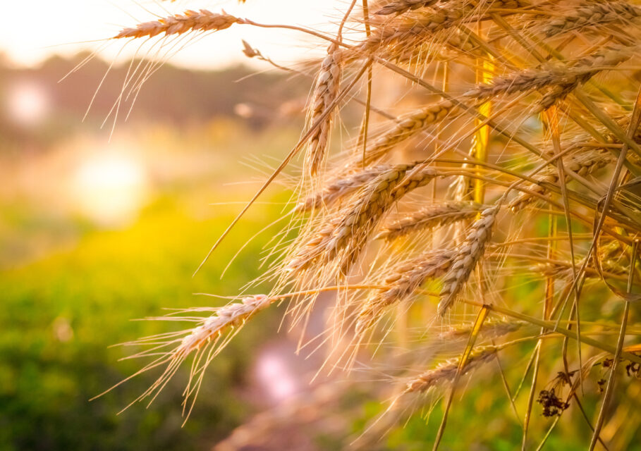 agropraktika.com