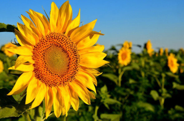 Фото: pixabay.com