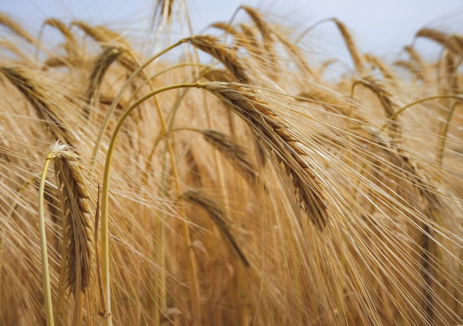 agrotrend.ru
